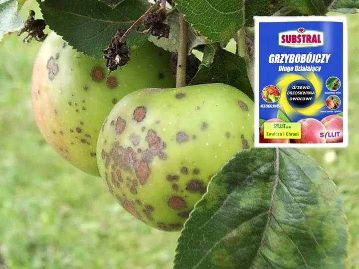 Substral Фунгіцид Syllit 65wp, 10г — изображение 4